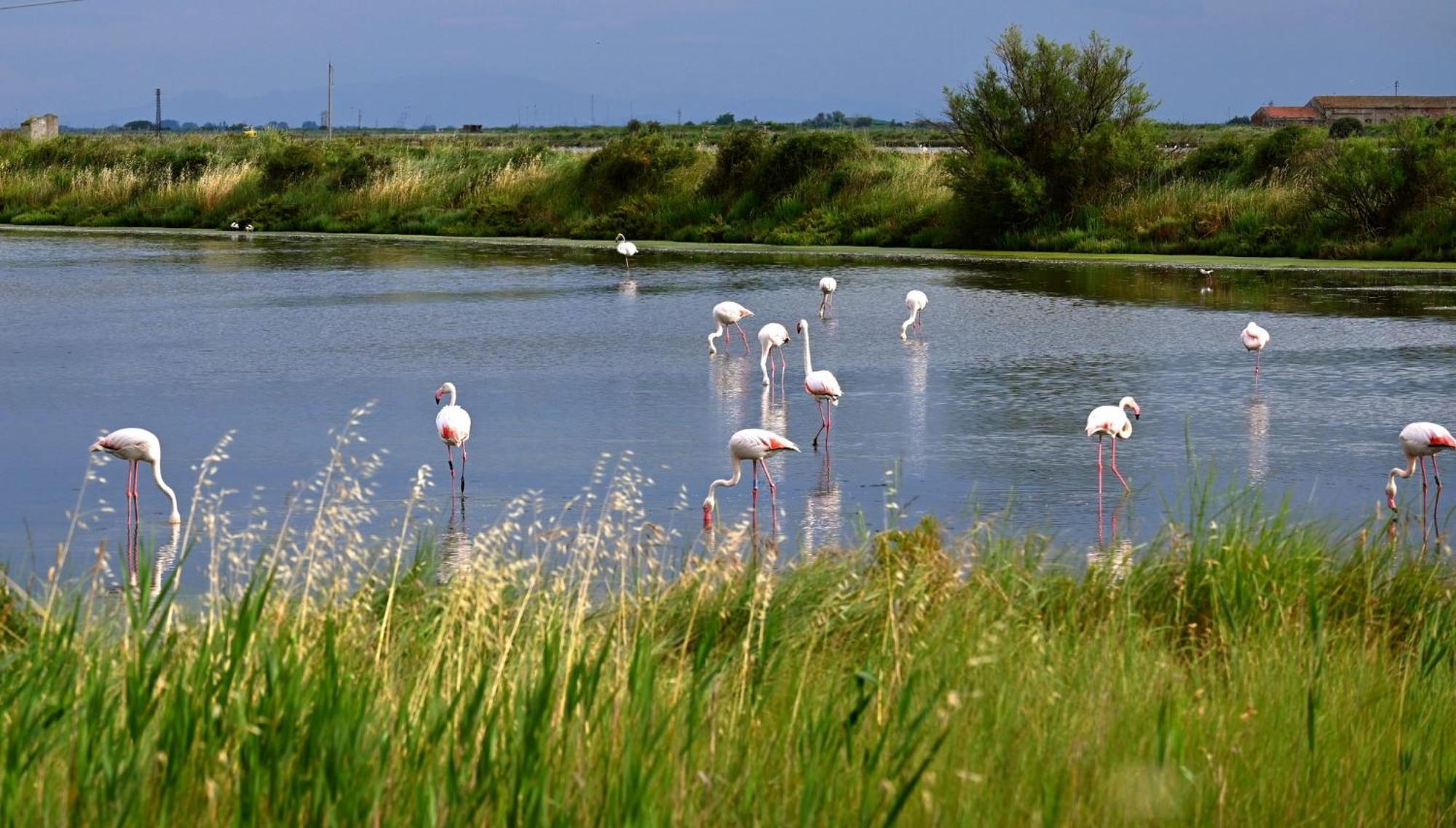 Appartamenti Nonna Rosa Taglio di Po Zewnętrze zdjęcie